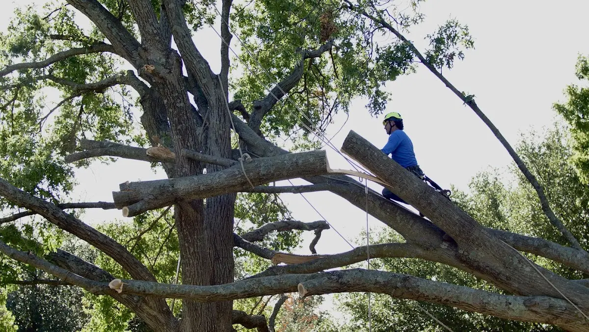 Professional Crown Thinning performed by certified arborists in Tybee Island