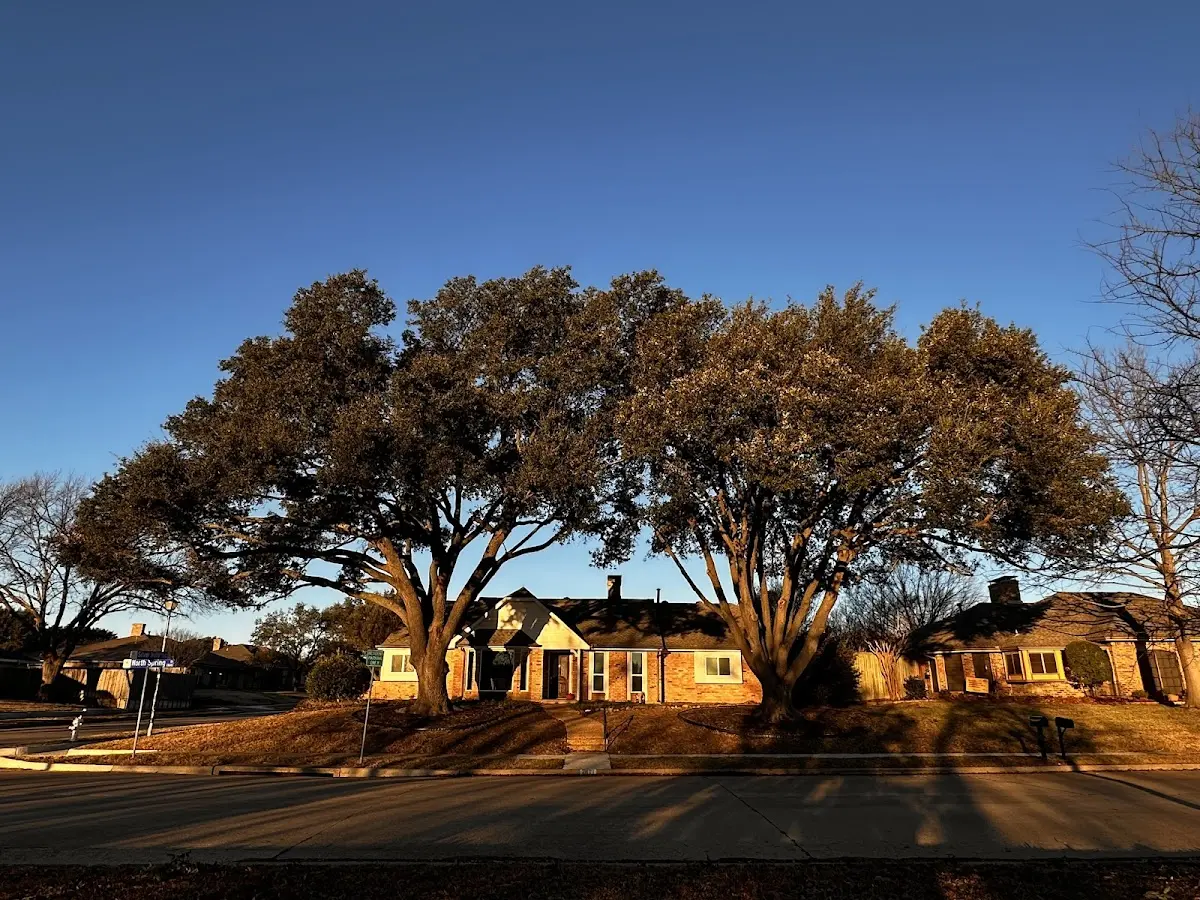 Established residential canopy tree shading a home in Tybee Island